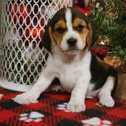 Beagle and Pembroke Welsh Corgi Puppies from Country Acres Farm