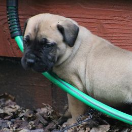 Boerboel Puppies from Northland Boerboels