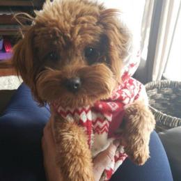 Scotch - Cavapoo