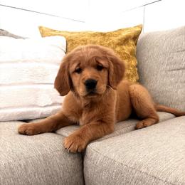 Moon (Black Collar Girl) - Golden female Golden Retriever puppy in Gilbert, Arizona from Dani’s Dawgs