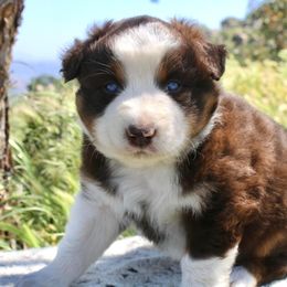 Australian Shepherd Puppies from Hillside Aussies