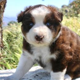 Australian Shepherd Puppies from Hillside Aussies