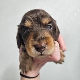 Boy 2 - Chocolate and tan male Dachshund puppy in Anaconda, Montana from Montana Country Dachshunds