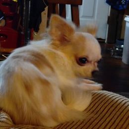 Chihuahuas from Makin' Memories to last