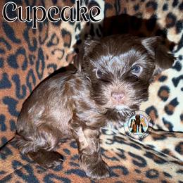 Cupcake - Liver female Yorkshire Terrier puppy in London, Kentucky from Soto Yorkies