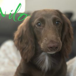 Milo - Dachshund