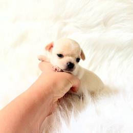 Mila - Cream and white female Chihuahua puppy in Sacramento, California from Honey Bee Chihuahua’s