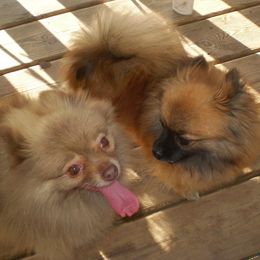 Pomeranians from Beth's Pomeranians