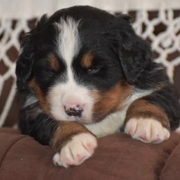 Gable - Black rust and white male Bernese Mountain Dog puppy in Danville, Pennsylvania from Brookwood Bernese Mountain Dogs