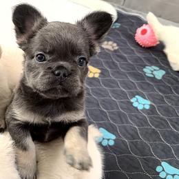 Girl 1 - female French Bulldog puppy in San Antonio, Texas from Tellez House of Frenchies
