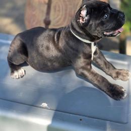 Gray Collar (Titan) -Strong, confident, and built like a tank - Black male Cane Corso puppy in Texas from Jolaw Kennel
