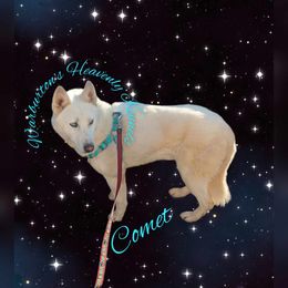 Comet - Siberian Husky