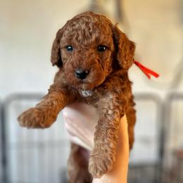 Orange Collar Boy - Red  male Poodle puppy in Charlotte, North Carolina from Bruno & Co. Puppies