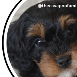 Cavapoos from The Cavapoo Family