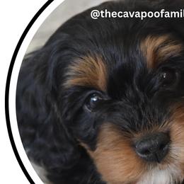 Cavapoos from The Cavapoo Family