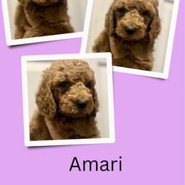 Amari - Red  female Goldendoodle puppy in Bluefield, Virginia from Love on a Leash
