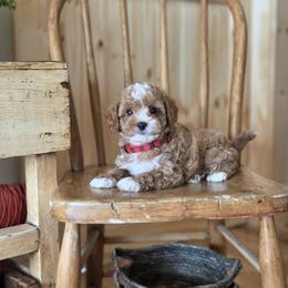 F1B Meet Prescott :) - Blenheim male Cavapoo puppy in Centerville, Iowa from Barnyard Dachshunds, Dals & Doodles