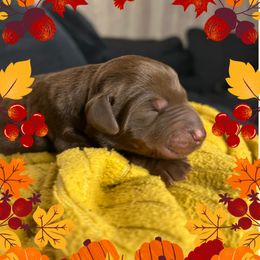 Girl 1 - Red and rust female Doberman Pinscher puppy in Neshkoro, Wisconsin from Sky’s Dobermans