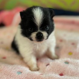 Shirley - Black parti female Pomeranian puppy in Kosciusko, Mississippi from Prancing Poms