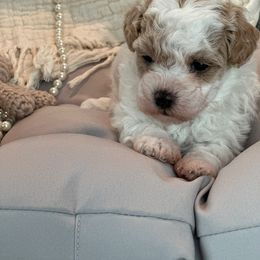 Girl 1 - White Maltipoo puppy in Royse City, Texas from Cleveland's Poodles