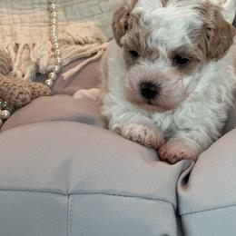 Girl 1 - White Maltipoo puppy in Royse City, Texas from Cleveland's Poodles