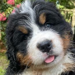 Daphne - Black rust and white female Bernese Mountain Dog puppy in Fountain, North Carolina from Stargirl Bernese Mountain Dogs