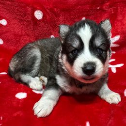 AKC Angel - Black and white female Siberian Husky puppy in Centreville, Maryland from Huskies By the Bay