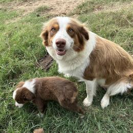 Sahmi - Australian Shepherd
