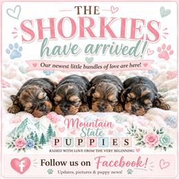 Shorkie puppies from Mountain State Puppies