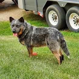 Josie - Australian Cattle Dog