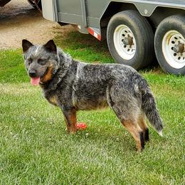 Josie - Australian Cattle Dog