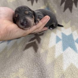Daisy - Blue and tan female Dachshund puppy in Choctaw, Oklahoma from Danica’s Dachshunds