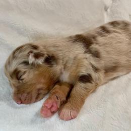 Red Merle - Red merle female Australian Shepherd puppy in Hayward, California from Grissom’s Aussies