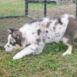 Border Collie Puppies from Chasing Dreams Border Collies