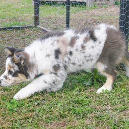 Border Collie Puppies from Chasing Dreams Border Collies