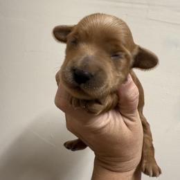 Boone - Brown male Double Doodle puppy in Hendersonville, Tennessee from My Sweetest Doodle