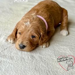 Bernedoodle and Goldendoodle Puppies from BrookeMarie’s Goldendoodle Love