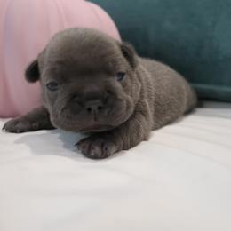 French Bulldog Puppies from Short Leg Frenchies