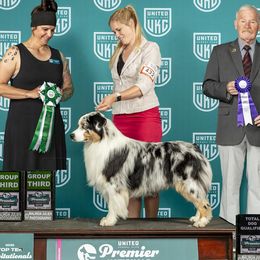 Renegade - Australian Shepherd