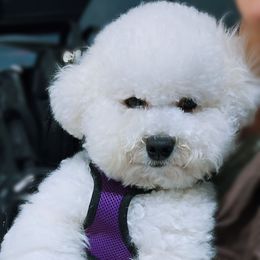 Enoch - Bichon Frise