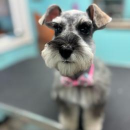Cassi - Salt and pepper female Miniature Schnauzer puppy in Lehigh Acres, Florida from Regency Schnauzer