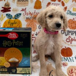 Ginny - Cream female Goldendoodle puppy in Conroe, Texas from Tails of Cypress