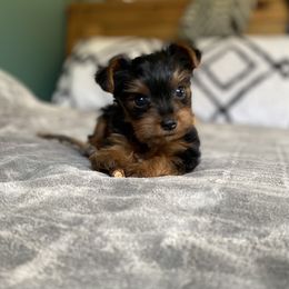 Yorkshire Terrier Puppies from Rose Puppies