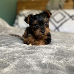 Yorkshire Terrier Puppies from Rose Puppies