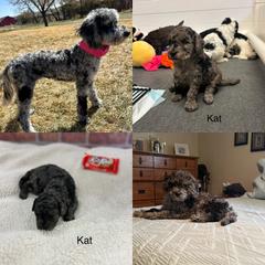 Cockapoo and Golden Mountain Doodle Puppies from Doodles of Joy