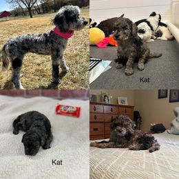 Cockapoo and Golden Mountain Doodle Puppies from Doodles of Joy