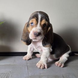Lucy 1850.00 - Blue tan and white female Basset Hound puppy in Denison, Texas from Emma Lou's Baby Bassets