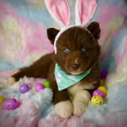 Grove - Red and white male Siberian Husky puppy in Florence, Kentucky from Moonlight Howl Huskies