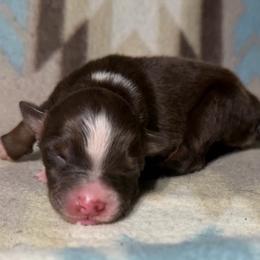 Girl 5-Red Tri - Red tri-color female Australian Shepherd puppy in Mayfield, Kentucky from Hamilton Farms