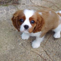 Cavalier King Charles Spaniel Puppies from Eureka Cavaliers